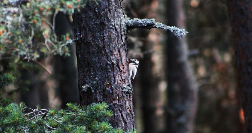 Çam Hotel Thermal Resort & Spa