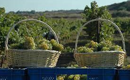 Bozcaada Bağ Bozumu Festivali  Turu
