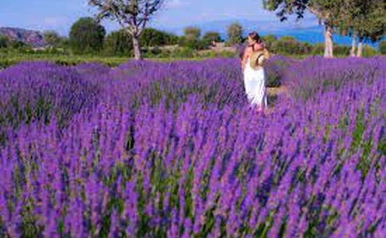 Isparta Lavanta Festivali  Turu