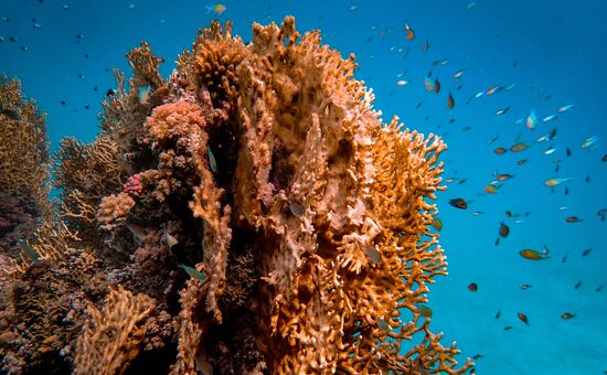 Promosyon Sharm El Sheikh Turu Ajet ile 4 Gece Otelden Erken Çıkışlı